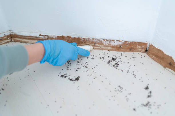 Wasp Removal Services in Groveville, NJ